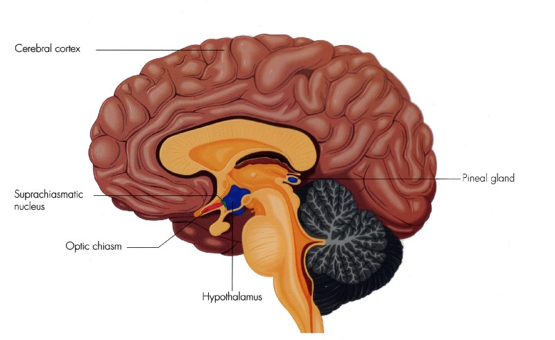 Human brain diagram - best time of day to trade